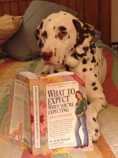 Dalmation reading a pregnancy book.