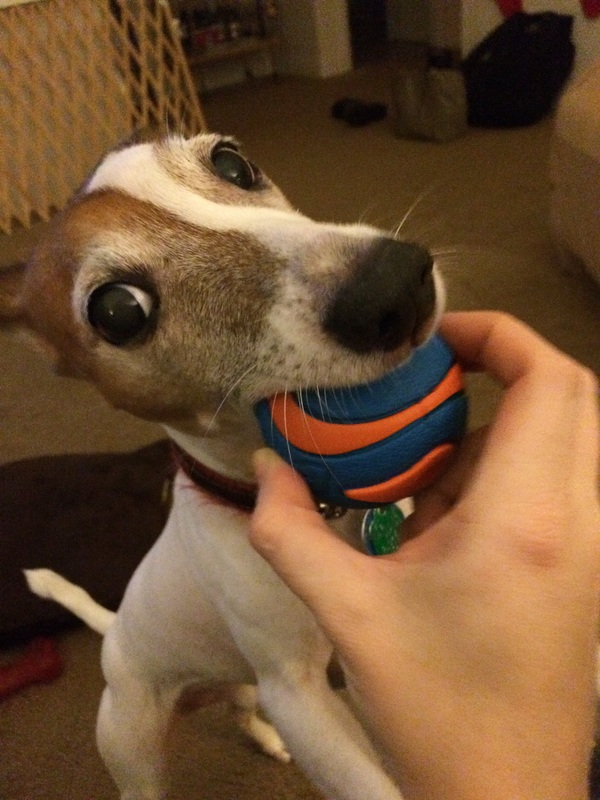 Jack Russell with a ball.