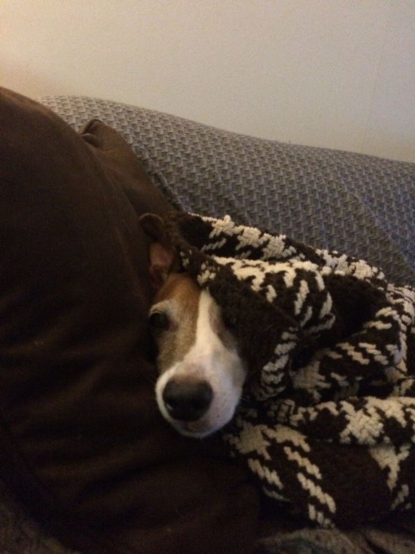 Dog in blanket.