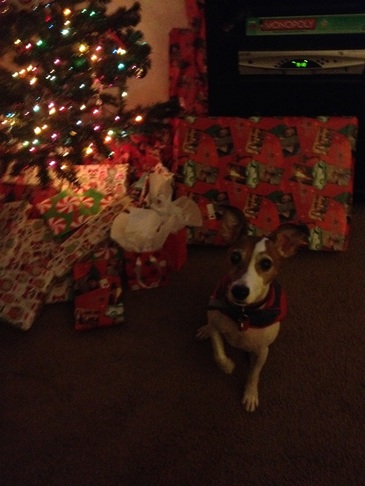 Jack Russell Christmas