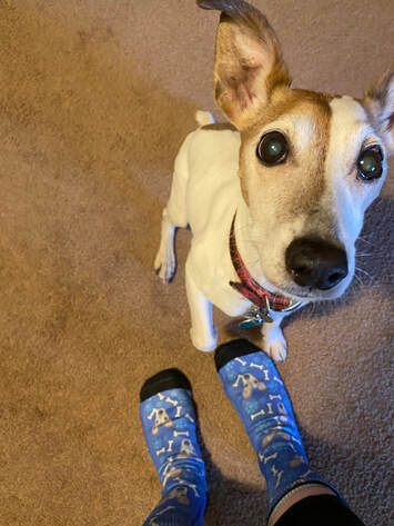 Dog and dog socks.