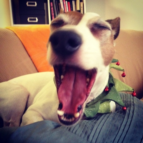 Jack Russell yawning.